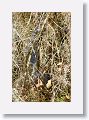 Green Heron on nest with 2 chicks