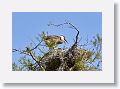 Great Blue Heron chicks