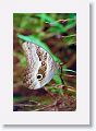 Mindo-006 * Caligo * Caligo