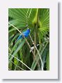 Indigo Bunting, male