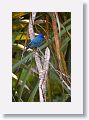 Indigo Bunting, male