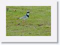 Pied Plover.