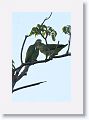 Orange-winged Parrot.