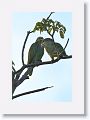 Orange-winged Parrot.