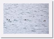 Atlantic Puffin