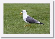 Lesser Black-backed Gull