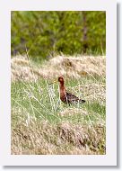 Black-tailed Godwit