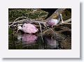 04c-081 * Roseate Spoonbills * Roseate Spoonbills