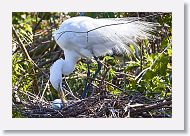 03c-015 * Great Egret * Great Egret