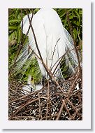 03c-037 * Great Egret with chick * Great Egret with chick