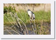 03c-094 * Black-crowned Night Heron * Black-crowned Night Heron