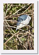 03c-100 * Black-crowned Night Heron * Black-crowned Night Heron
