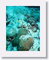 Harbour Reef is a large, circular reef in the middle between 2 shipping lanes