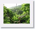 Sky Safaris Zipline at Wingfield Estates ruin,  line #4 (Brimestone Blast) which is 900ft long